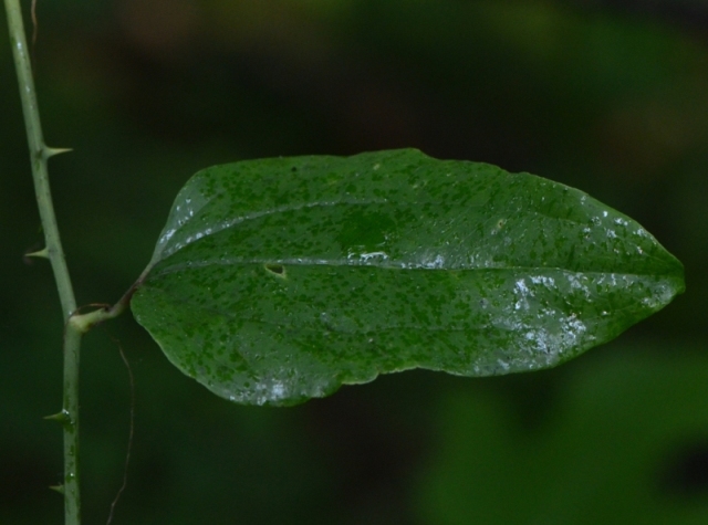 عواملی که باعث چسبناک شدن برگهای گیاه میشوند